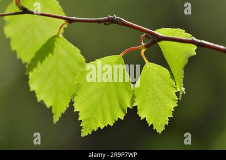 Silver Birch (Betula pendula) Nahaufnahme frischer Blätter im Abendlicht am Woodland Trail, Beinn Eighe NNR, Kinlochewe, Schottland, Mai 2022 Stockfoto