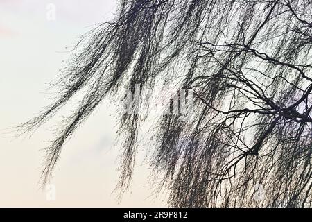 Silberbirke (Betula pendula) feine Zweige und Zweige eines Baumes im Winter, die in der Dämmerung im Wind wehen, Berwickshire, Schottland. Stockfoto