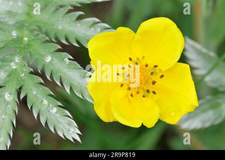 Silverweed (Potentilla anserina) Nahaufnahme der Blütenpflanze in Three Hagges Wood Meadow, North Yorkshire, England, Juni 2021 Stockfoto