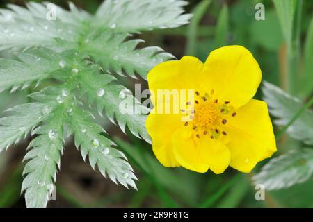 Silverweed (Potentilla anserina) Nahaufnahme der Blütenpflanze in Three Hagges Wood Meadow, North Yorkshire, England, Juni 2021 Stockfoto