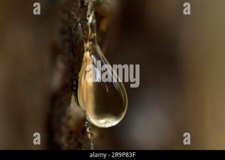 Sitka Spruce (Picea sitchensis) Nahaufnahme eines Tropfens Harz an der Seite des Baumstamms und des Austretens aus Rindenwunde, Inverness-shire, Schottland. Stockfoto