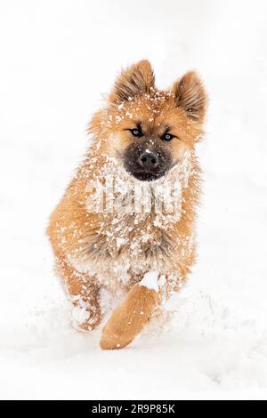 Eurasisch. Das Hündchen rennt im Schnee. Deutschland Stockfoto