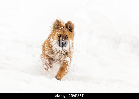 Eurasisch. Das Hündchen rennt im Schnee. Deutschland Stockfoto