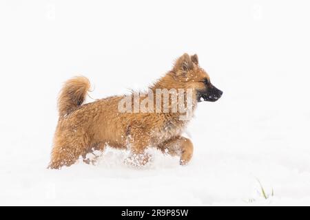 Eurasisch. Das Hündchen läuft im Schnee. Deutschland Stockfoto