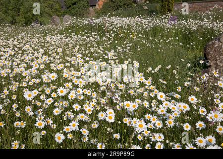 Wildblumen in voller Blüte im Kirchhof St. Lawrence Church Oxhill Warks UK Stockfoto