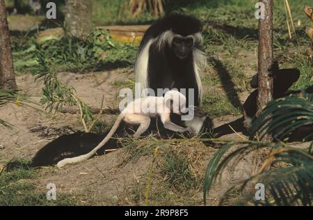 Der Angola colobus (Colobus angolensis), der angolanische schwarz-weiße Colobus oder der angolanische Colobus ist eine Primatenart des Affen der Alten Welt, die zur gehört Stockfoto