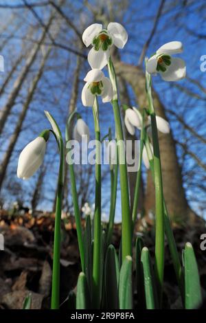 Schneeglöckchen (Galanthus nivalis), fotografiert vom niedrigen Aussichtspunkt, Roxburghshire, Scottish Borders, Schottland, Januar 2017 Stockfoto