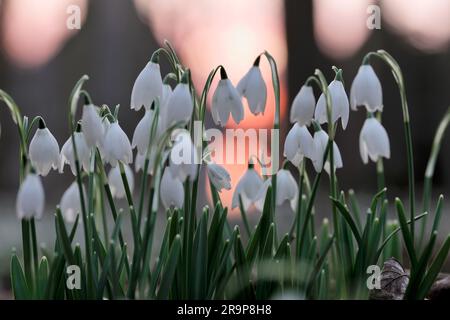 Schneeglöckchen (Galanthus nivalis) Blumen Silhouetted against Winter Sunset, Roxburghshire, Schottland, Februar 2016 Stockfoto