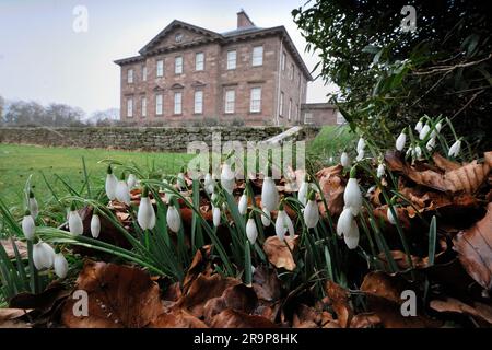 Schneeglöckchen (Galanthus nivalis) vor dem Herrensitz des Paxton House, Berwickshire, Scottish Borders, Schottland, Februar 2012 Stockfoto