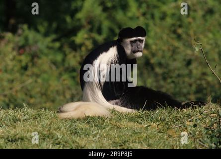 Der Angola colobus (Colobus angolensis), der angolanische schwarz-weiße Colobus oder der angolanische Colobus ist eine Primatenart des Affen der Alten Welt, die zur gehört Stockfoto