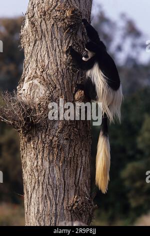 Der Angola colobus (Colobus angolensis), der angolanische schwarz-weiße Colobus oder der angolanische Colobus ist eine Primatenart des Affen der Alten Welt, die zur gehört Stockfoto