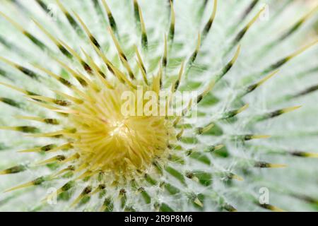 Speerdistel (Cirsium vulgare) Nahaufnahme von ungeöffneten Blütenköpfen „Bud“ , Isle of Harris, Äußere Hebriden/Westliche Inseln, Schottland, Juli 2017 Stockfoto