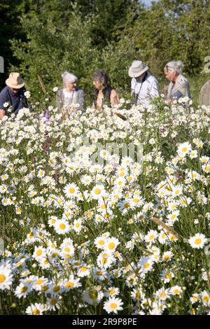 Wildblumen in voller Blüte im Kirchhof St. Lawrence Church Oxhill Warks UK Stockfoto