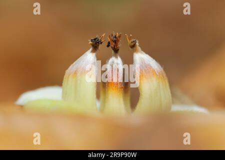 Süße Kastanie (Castanea sativa) Nahaufnahme von gefallenen Früchten/Nüssen in Laubstreu, fotografiert aus einem niedrigen Winkel auf dem Waldboden unter dem Baum. Stockfoto