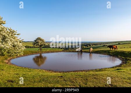 Ein Blick über einen Tauteich am Ditchling Beacon, wo Rinder weiden und trinken, und die Küste von Brighton in der Ferne Stockfoto