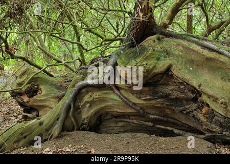 Die süße Kastanie (Castanea sativa), die im Frühjahr mit einer Silberbirke (Betula pendula) auf verwesendem Holz gestürzt ist. Stockfoto