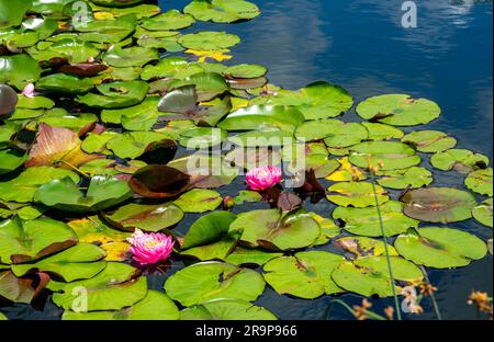 Wasserlilien im Teich Stockfoto
