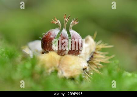 Süße Kastanie (Castanea sativa) Nahaufnahme von gefallenen Früchten/Nüssen, fotografiert aus einem niedrigen Winkel auf dem Waldboden unter dem Baum, Schottland Stockfoto