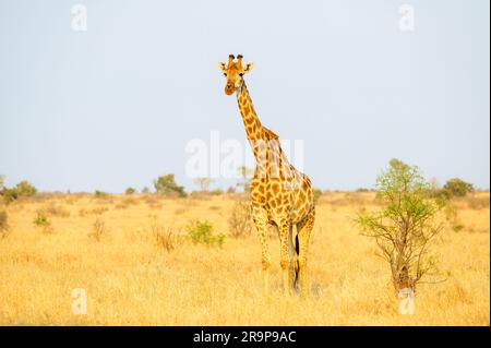 Giraffe (Giraffa camelopardalis) auf Savanna stehend, in die Kamera schauend, Kruger-Nationalpark, Südafrika. Stockfoto