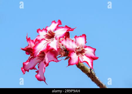 Impala Lily (Adenium multiflorum) Nahaufnahme der Blume mit blauem Himmel, Kruger-Nationalpark, Südafrika. Stockfoto