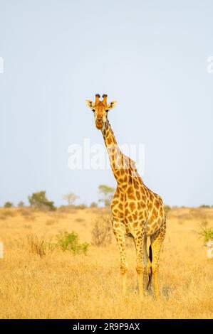 Giraffe (Giraffa camelopardalis) steht auf Savanne, schaut in die Kamera, Kruger-Nationalpark, Südafrika. Stockfoto