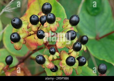 Tutsan (Hypericum androsaemum) Nahaufnahme reifer Beeren auf Pflanzen in einer Gartenumgebung, Inverness-shire, Schottland, Oktober 2022 Stockfoto