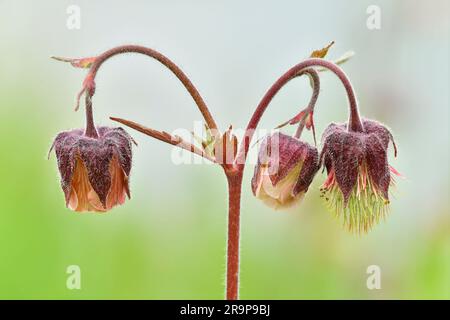 Water Avens (Geum rivale) Single stem of Flowering plant at Three Hagges Wood Meadow, North Yorkshire, England, Juni 2021 Stockfoto