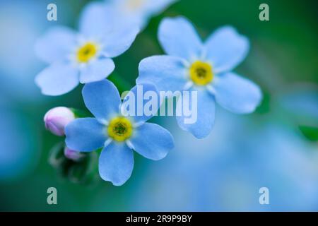 Water Forget-Me-Not (Myosotis scorpioides) Nahaufnahme von Blüten von Pflanzen, die am Rande eines Teiches wachsen. Stockfoto