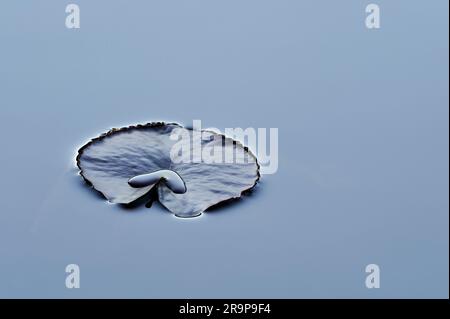 White Water-Lily Pad (Nymphaea alba), einzelnes Blatt schwimmt auf der Oberfläche eines Highland Loch an einem ruhigen Abend, Inverness-shire, Schottland, Mai 2008 Stockfoto