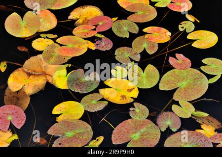 Weiße Wasserlilie (Nymphaea alba) Lilienpolster verfärben sich gelb und rot, wenn sie gegen den Herbst wieder absterben. Stockfoto