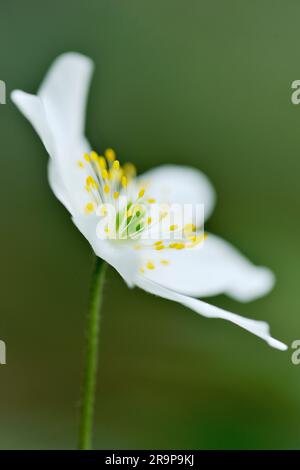 Wood Anemone (Anemone nemorosa) Nahaufnahme des Blumenkopfes mit flachem Fokus/Tiefenschärfe, Inverness-shire, Schottland, April 2012 Stockfoto