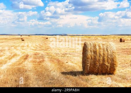 Agricultural landscape haystacks on the field and blue sky background. Agriculture field haystacks rural yellow field. Haystacks harvested on a field Stockfoto