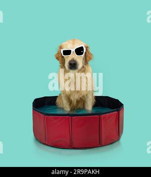 Sommerhund. Labrador Retriever in einem tragbaren Schwimmbad mit Sonnenbrille. Isoliert auf blauem Hintergrund Stockfoto