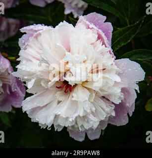 Regengetränkte Pfingstrosen Stockfoto