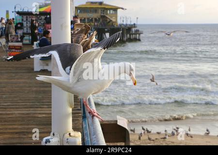 Die Westmöwe Larus occidentalis balanciert auf Geländern mit Flügeln, die über den Santa Monica Pier, Kalifornien USA, hinausragen Stockfoto