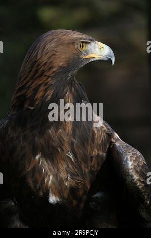Goldener Adlerkopf und Schulterporträt Stockfoto