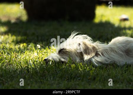 Eine süße, gemischte Hündin, die auf dem Gras in der Sonne schläft. Italien Stockfoto