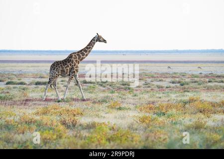 Giraffen durchqueren die Savanne, hinter dem Tier ist eine Salzpfanne. Farbenfrohes Bild. Etosha-Nationalpark, Namibia, Afrika Stockfoto