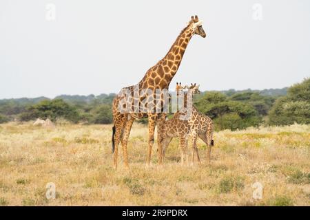 Eine Gruppe Giraffen mit ihren Jungen, die die Savanne überqueren. Etosha-Nationalpark, Namibia, Afrika Stockfoto