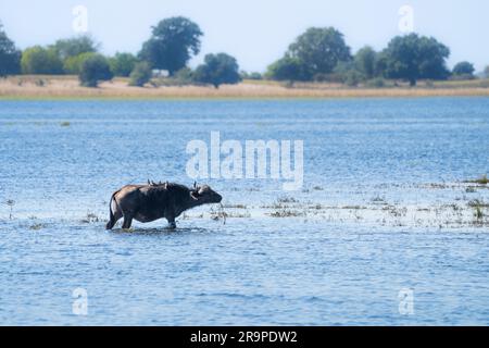Afrikanischer Büffelbulle, Syncerus Caffer, waten durch Wasser im Chobe River. Chobe-Nationalpark, Botsuana, Afrika Stockfoto