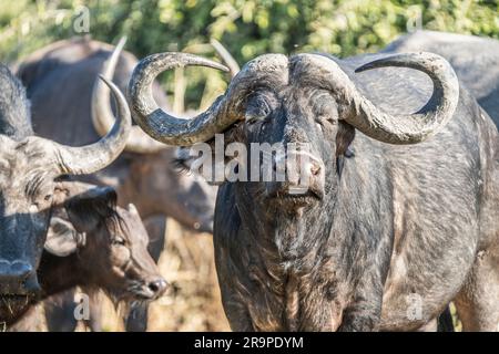 Afrikanisches Büffelporträt (Syncerus caffer) seines Gesichts. Chobe-Nationalpark, Botsuana, Afrika Stockfoto