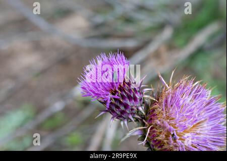 Die Eleganz der Natur enthüllt: Eine fesselnde Nahaufnahme einer unberührten Distelblume Stockfoto