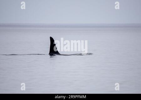 Dieses Foto zeigt einen Killerwal oder Orca, der im Meer der inneren Hebriden in Schottland schwimmt. Stockfoto