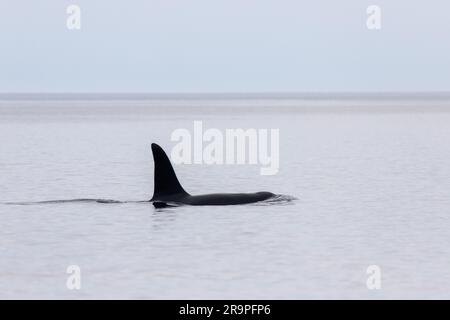 Dieses Foto zeigt einen Killerwal oder Orca, der im Meer der inneren Hebriden in Schottland schwimmt. Stockfoto