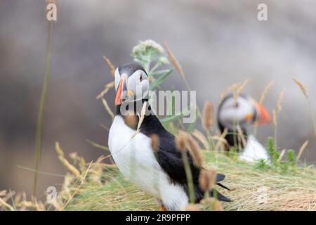 Dieses Foto zeigt einen Papageientaucher oder auch einen Papagei, der auf der Insel Staffa in der Nähe der Insel Mull in Schottland benannt ist. Es ist ein wunderschöner Seevogel. Stockfoto