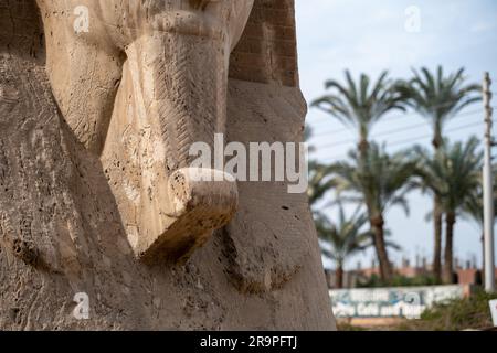 Nahaufnahme eines Barts einer Sphinx Stockfoto