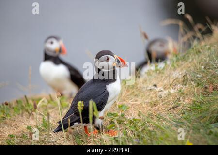 Dieses Foto zeigt einen Papageientaucher oder auch einen Papagei, der auf der Insel Staffa in der Nähe der Insel Mull in Schottland benannt ist. Es ist ein wunderschöner Seevogel. Stockfoto