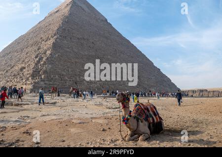 Kamel vor der Großen Pyramide von Gizeh Stockfoto