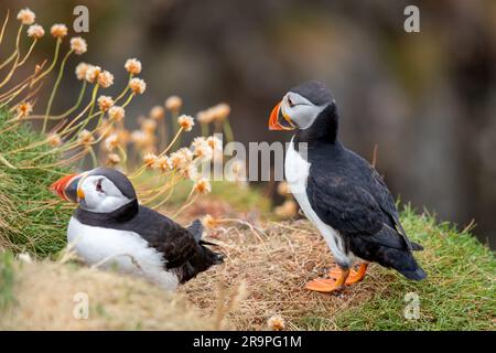 Dieses Foto zeigt einen Papageientaucher oder auch einen Papagei, der auf der Insel Staffa in der Nähe der Insel Mull in Schottland benannt ist. Es ist ein wunderschöner Seevogel. Stockfoto