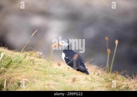 Dieses Foto zeigt einen Papageientaucher oder auch einen Papagei, der auf der Insel Staffa in der Nähe der Insel Mull in Schottland benannt ist. Es ist ein wunderschöner Seevogel. Stockfoto